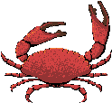 Cangrejo-02.gif