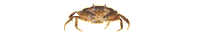 Cangrejo-17.gif