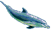 Delfin-27.gif