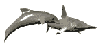 Delfin-38.gif
