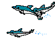 Delfin-41.gif