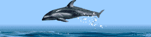 Delfin-42.gif