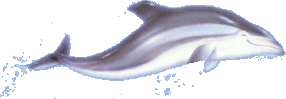 Delfin-46.gif