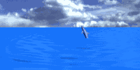 Delfin-68.gif