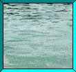 Delfin-69.gif