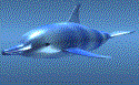 Delfin-71.gif