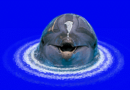 Delfin-73.gif