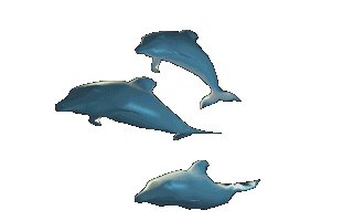 Delfin-75.gif