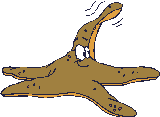 Estrella-de-mar-03.gif