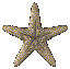 Estrella-de-mar-06.gif