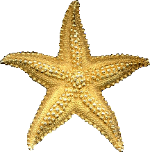 Estrella-de-mar-11.gif
