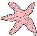 Estrella-de-mar-12.gif