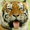 Avatar-Felino-04.gif