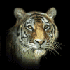 Avatar-Felino-08.gif