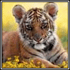 Avatar-Felino-12.gif