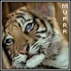 Avatar-Felino-14.gif