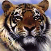 Avatar-Felino-15.gif