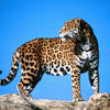 Avatar-Felino-18.gif