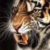 Avatar-Felino-31.gif