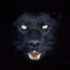 Avatar-Felino-37.gif