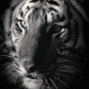 Avatar-Felino-49.gif