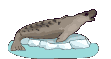 Foca-20.gif