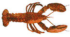 Langosta-01.gif
