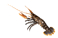 Langosta-02.gif