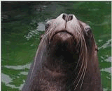 Leon-marino-04.gif