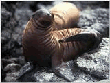 Leon-marino-05.gif