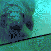 Avatar-Manati-01.gif