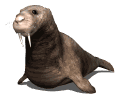 Morsa-13.gif