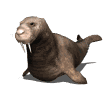 Morsa-17.gif