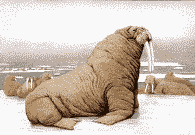 Morsa-18.gif