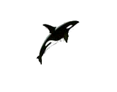 Orca-09.gif