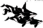 Orca-10.gif