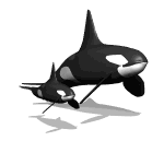 Orca-11.gif