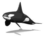 Orca-12.gif