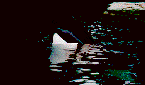 Orca-13.gif