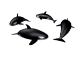 Orca-14.gif