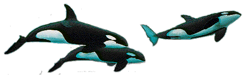 Orca-15.gif