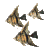Pez-angel-01.gif