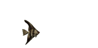 Pez-angel-04.gif