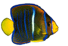 Imagen-animada-Pez-tropical-10.gif