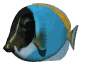Imagen-animada-Pez-tropical-13.gif