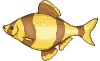 Imagen-animada-Pez-tropical-18.gif