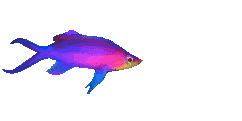 Imagen-animada-Pez-tropical-29.gif