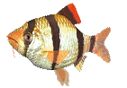 Imagen-animada-Pez-tropical-35.gif