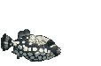 Pez-143.gif