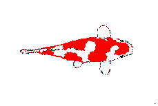 Pez-146.gif